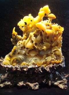 �����񺣵�����